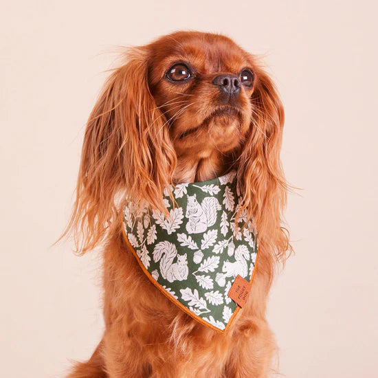 Bandana Dog Squirrel Fall