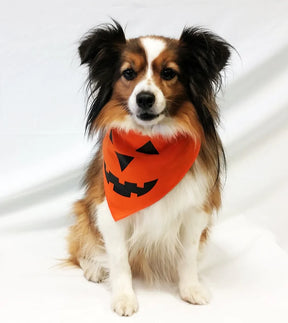 Dog Bandana Pumpkin Face