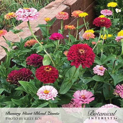 Zinnia Benary's Giant Breed Organic Seeds