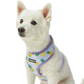 Pineapple | Zesty Fruit Dog Harness Vest