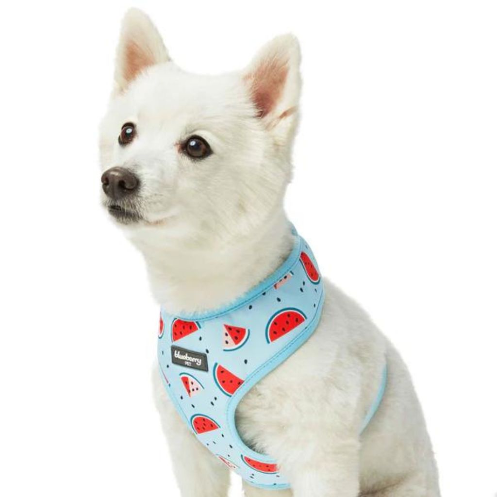 Slices of Watermelon | Zesty Fruit Dog Harness Vest