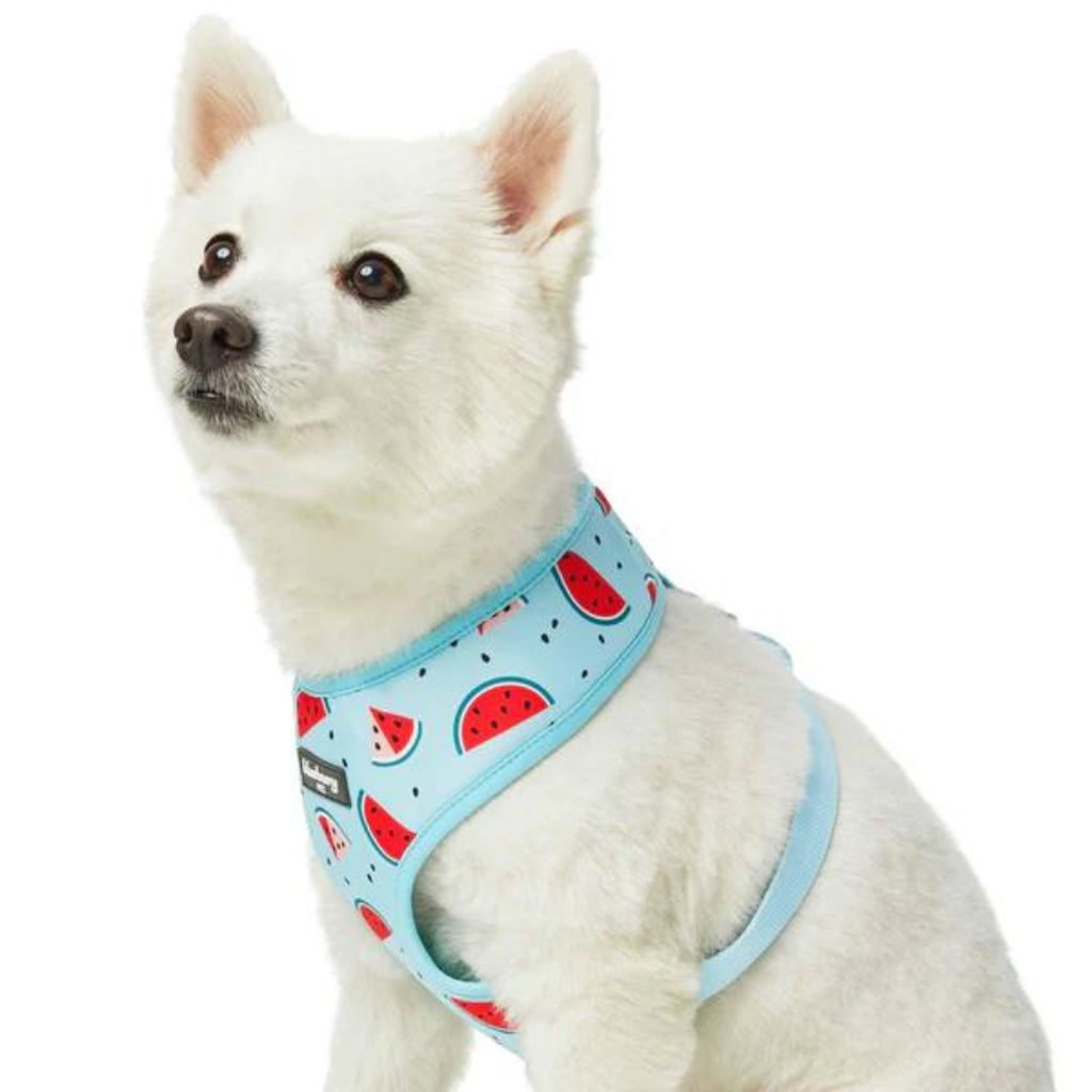 Slices of Watermelon | Zesty Fruit Dog Harness Vest