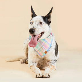 Bandana Dog Blooming Plaid