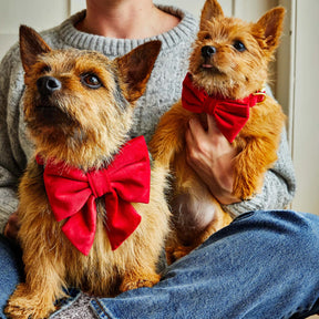 Dog Bow Tie Cranberry Velvet