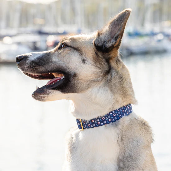 Dog Collar Sail Away