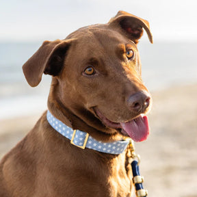 Dog Collar Liberty (4th of July)