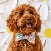 Dog Bow Tie Blooming Plaid