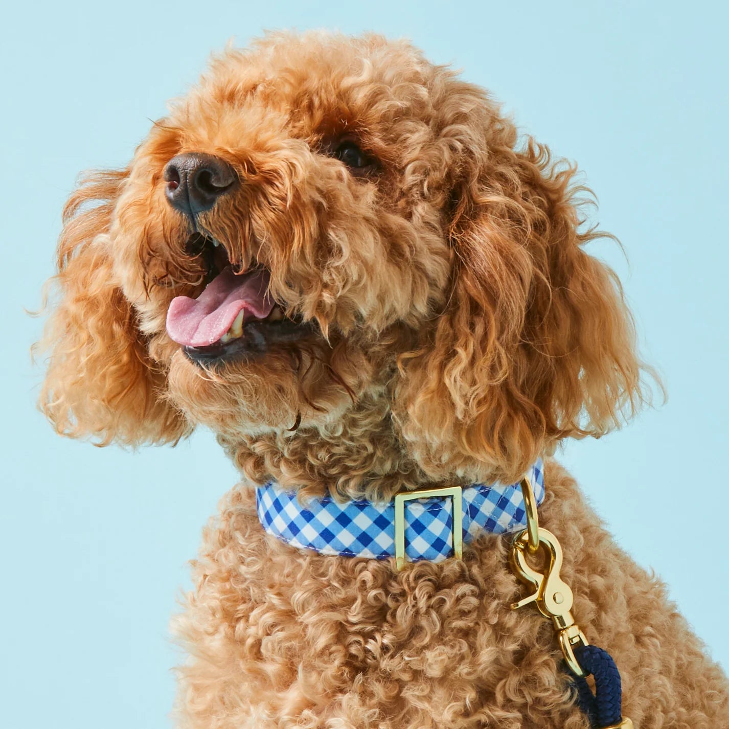 Dog Collar Gingham Summer Blue