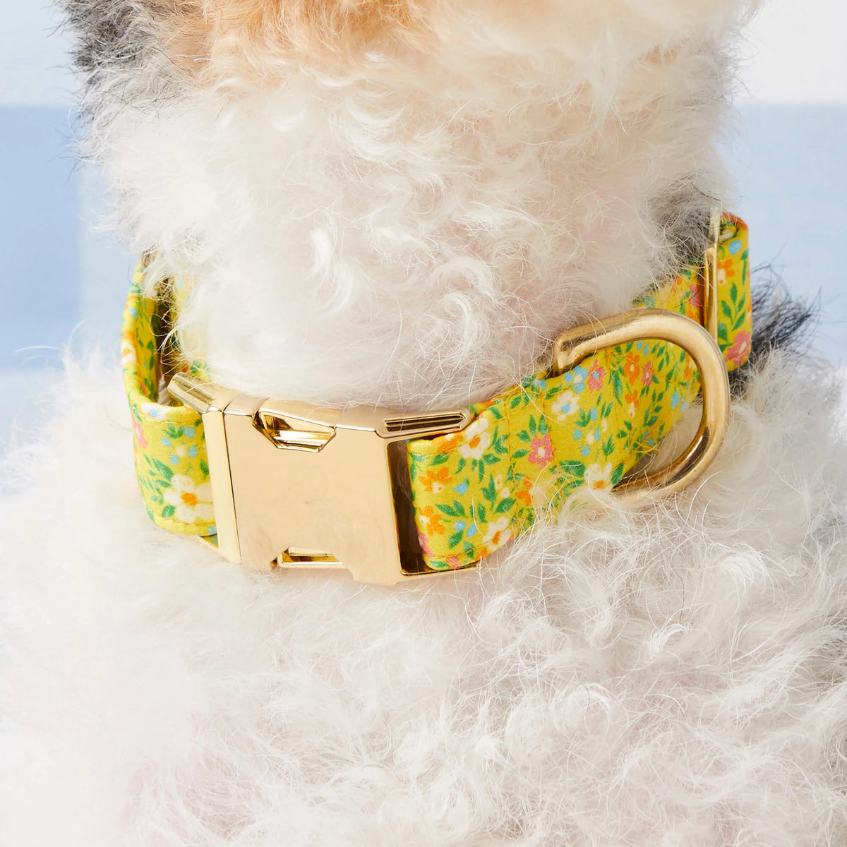 Dog Collar Sunny Meadow