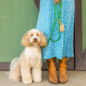 Dog Collar Rainbow Gingham