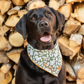 Bandana Dog Squirrel Fall