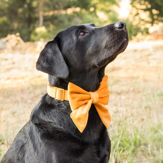 Dog Bow Honey Velvet Fall Lady