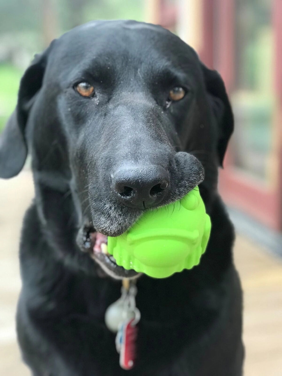 Bull Frog Treat Dispenser & Dog Chew Toy