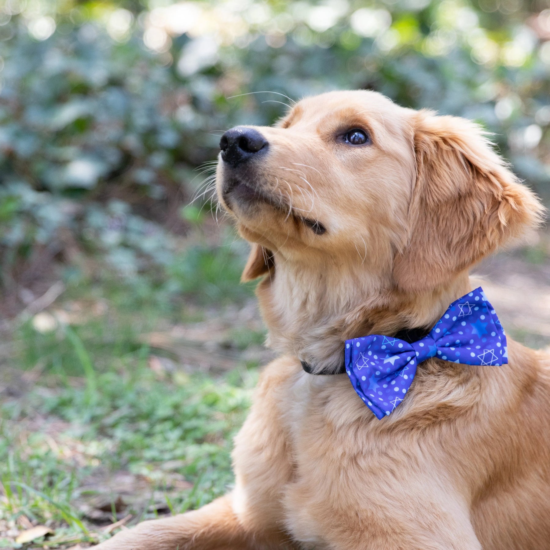 Huxley & Kent - Bow Tie Hanukkah Stars & Dots