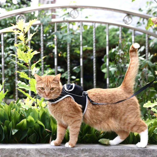 Cat Harness & Leash Set - Stray x Travel Edition