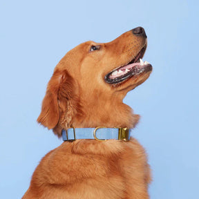 Dog Collar Perwinkle