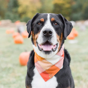 Bandana Dog Pumpkin Spice Flannel Fall