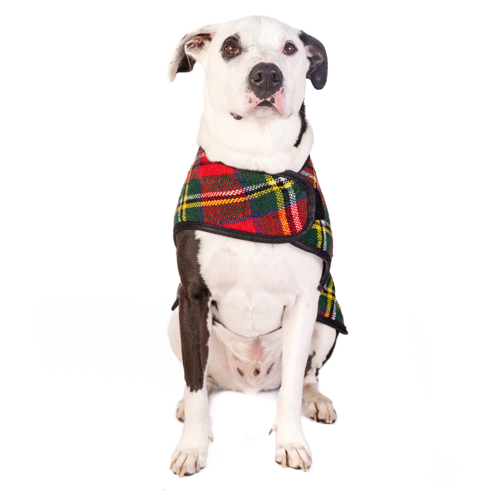 Dog Blanket Coat Scotty Plaid