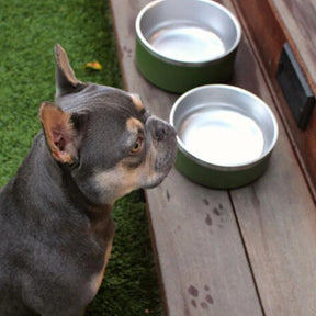 Stainless Steel Pet Food/Water Bowl