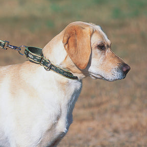 Lupine Pet - Choke Collar Nylon Adj Ripple Creek