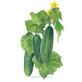 Cucumber Spacemaster Seeds