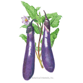 Eggplant Long-Purple Seeds