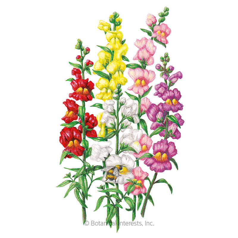 Snapdragon Tall Maximum Organic Seeds