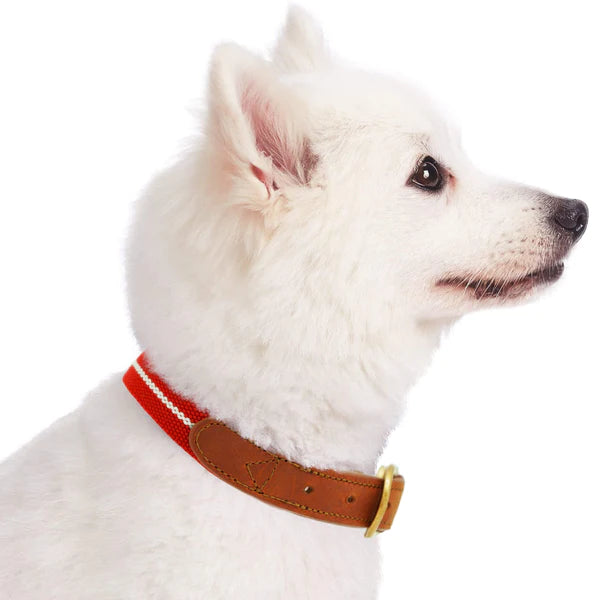 Red & White | Full Grain Leather & Polyester Dog Collar