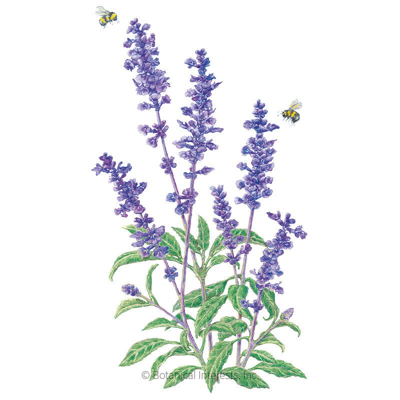 Salvia Blue Victory Seeds