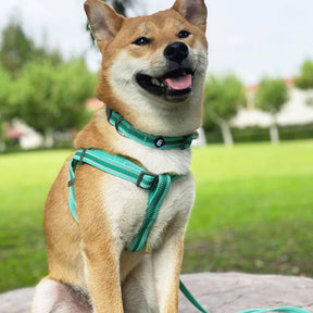 Minty Green | Back to Basics Reflective Dog Collar