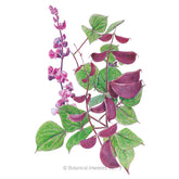 Hyacinth Bean Ruby Moon Seeds