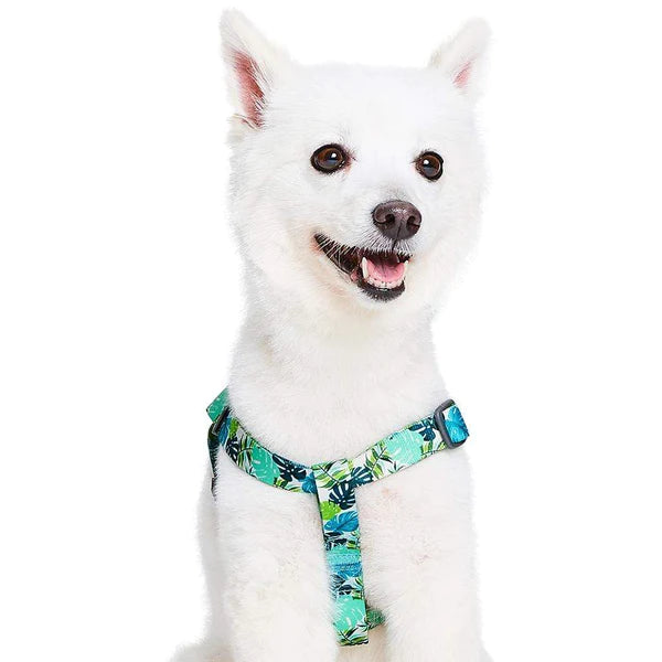 Bahamas Vacation Dog Harness