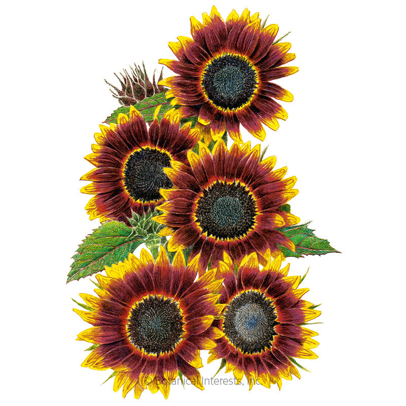 Sunflower Shock O Lat Seeds