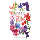 Sweet Pea Elegance Blend Seeds