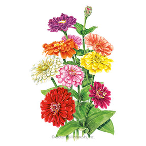 Zinnia Benary's Giant Breed Organic Seeds