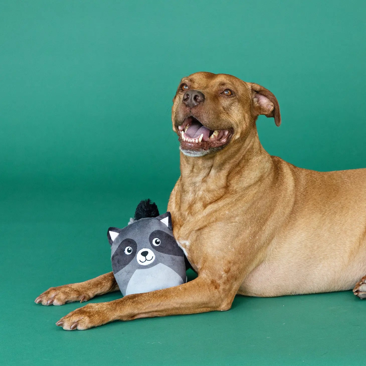 Wagsdale - Rocky Raccoon Plush Dog Toy