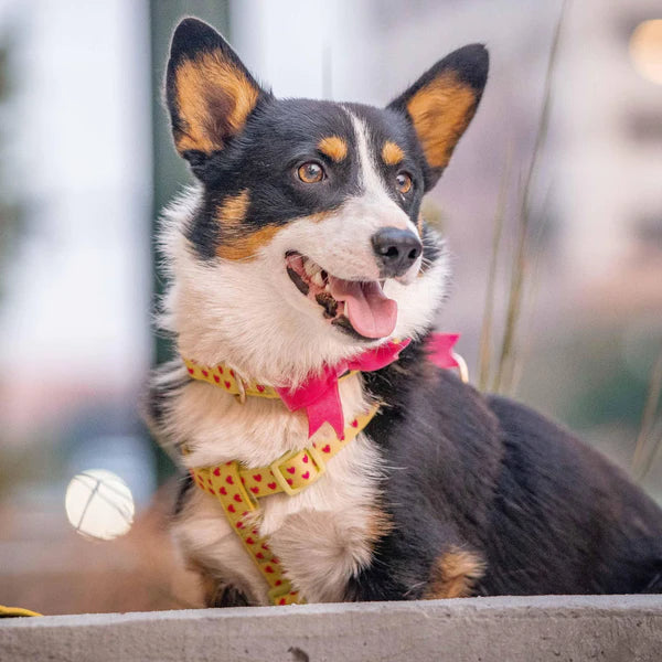 Highlighter Green | Dotted Velvet Heart Dog Collar