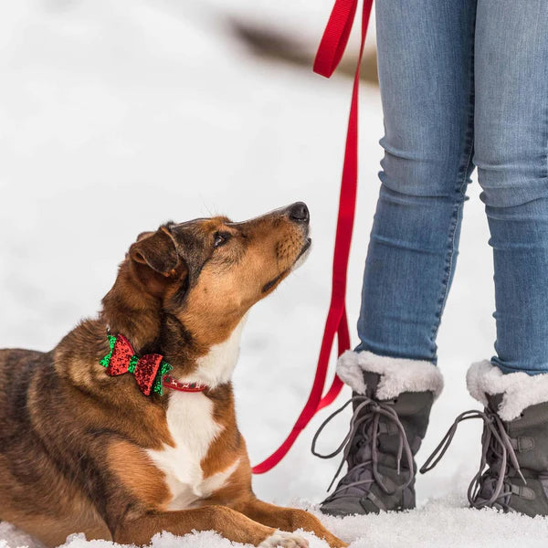 Reindeer | Christmas Dog Collar with Blingy Décor