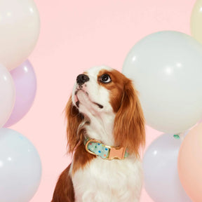 Dog Collar Confetti