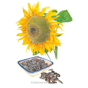 Sunflower Mammoth Seeds