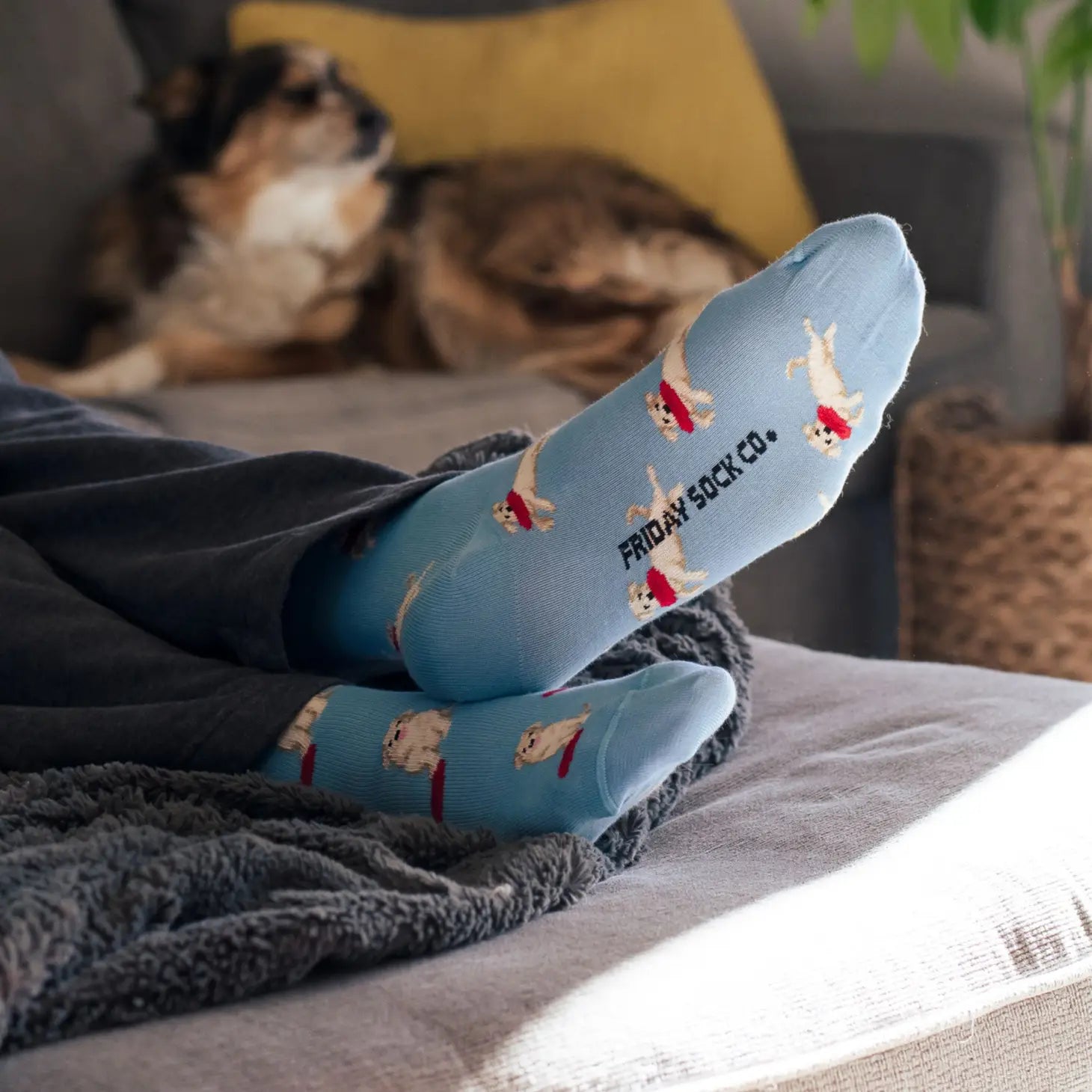 Friday Sock Co. - Men's Socks Dog & Frisbee Mismatch