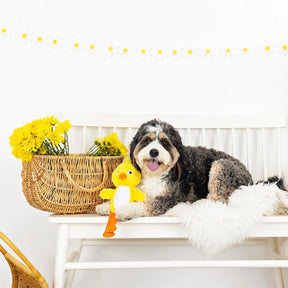 Spring Chicken Dog Toy Plush