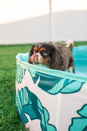 Dog Pool That's Banana(leave)s