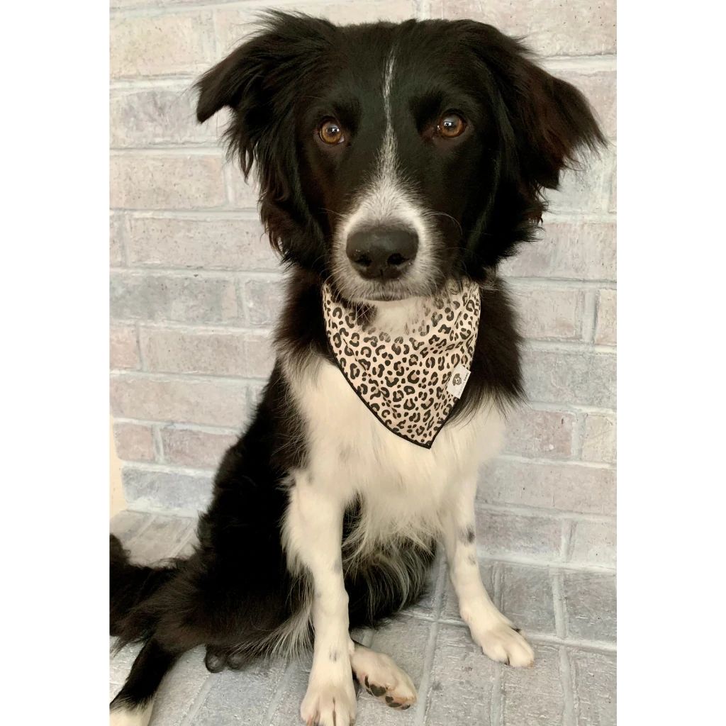 The Social Dawg - Bandana Leopard Tie-On