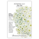 Alyssum Sweet Tiny Tim Seeds