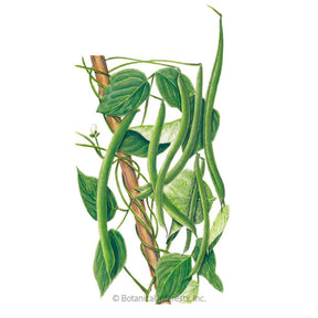 Bean Pole Kentucky Wonder Seeds