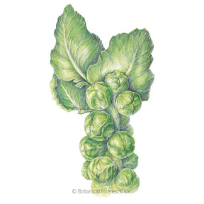 Brussels Sprouts Long Island Seeds