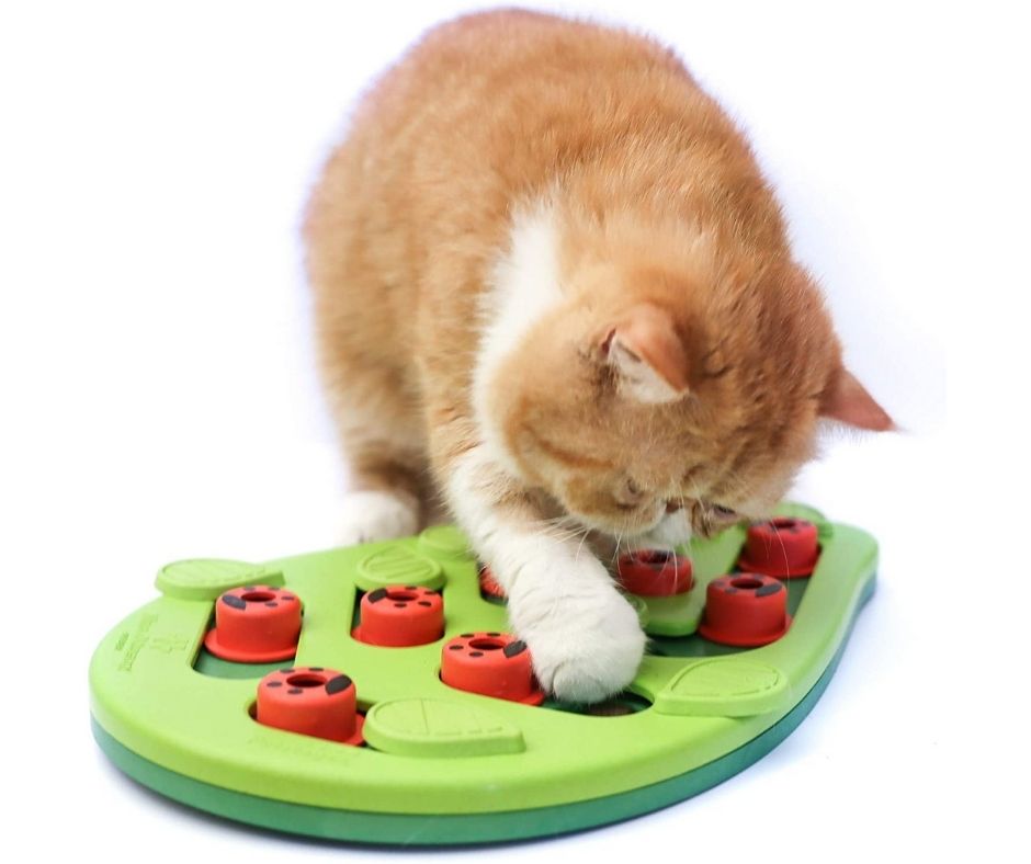 Petstages - Buggin Out Cat Puzzle. Cat Toy.-Southern Agriculture