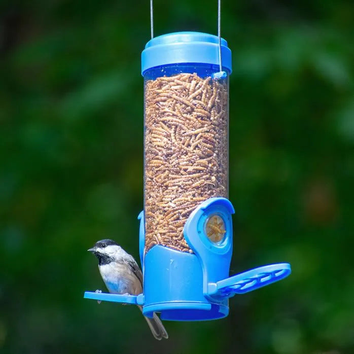 Dried Mealworm Feeder