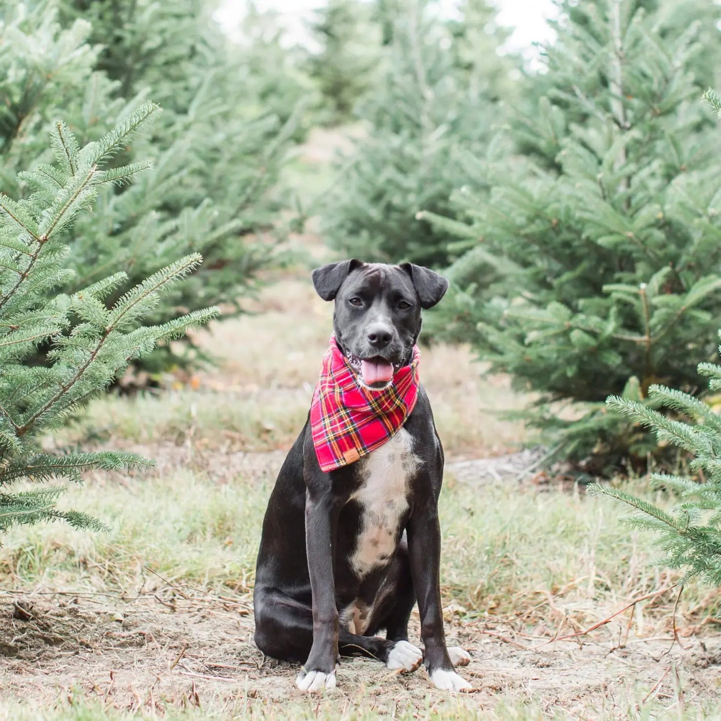 Bandana Holiday Plaid Flannel